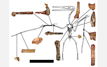 Diagram shows fragmentary remains of pterosaur species <em>Kryptodrakon progenitor</em>