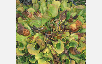 The northern pitcher plant (<em>Sarracenia purpurea</em>)