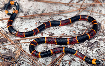 An adult eastern coral snake from the central panhandle of Florida