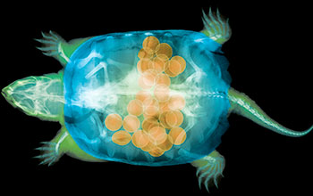 "False-color X-ray of a snapping turtle," first place winner in photography category of 20