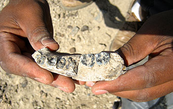 Left side of lower jaw with five teeth