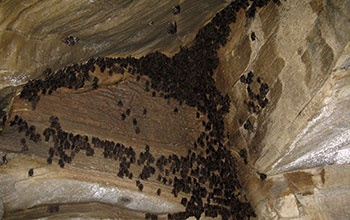 Hibernating bats in Aeolus Cave in Vermont before the die-off from WNS