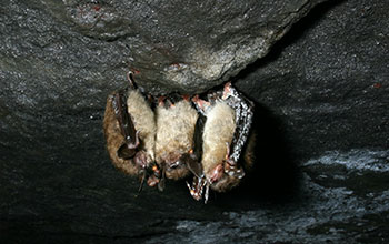 A cluster of northern long-eared bats bat (<em>Myotis septentrionalis</em>)