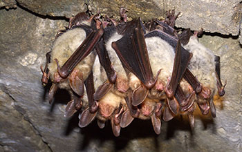 Greater mouse-eared bats, a European bat species that can become infected with WNS