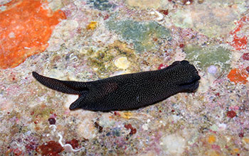 Speckled Chelidonura alexisi nudibranch