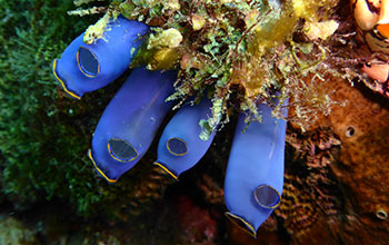 Blue Philippine sea squirts from the genus <em>Rhopalaea</em>