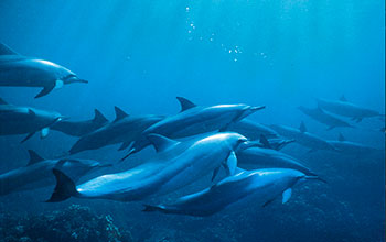 A school of spinner dolphins underwater