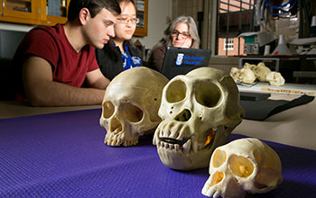 Skulls of a human, gorilla and macaque