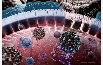 A 3-D animation explores the role of the gut mucosa in the immune response