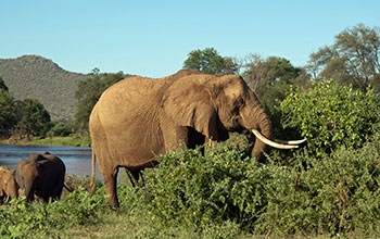 An African elephant browses on shrubs at Kenya's Samburu National Reserve