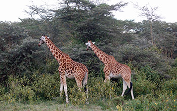 Giraffes in Kenya's Samburu National Reserve
