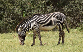 A zebra grazes in Kenya's Lake Nakuru National Park