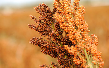 Sorghum, one of the oldest and most widely grown cereal grain crops in the world
