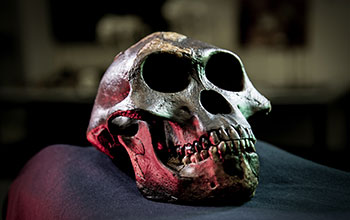 Cast of Lucy's skull