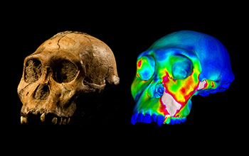 Fossilized skull and finite element model of cranium