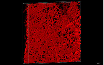 A microphotograph of microfibers that serve as a template to form a microvascular network