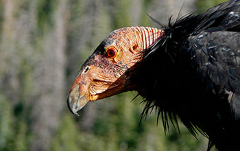 An adult, critically endangered California condor that was released into the wild