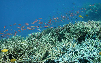 A coral reef in Komodo National Park in Eastern Indonesia