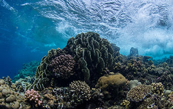 A coral reef in the Red Sea