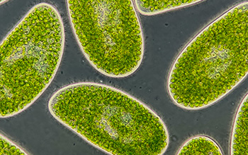Single-celled microbes (Paramecium bursaria) called mixotrophs