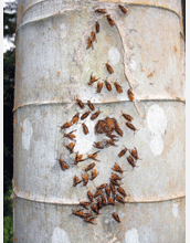 Nest of wasp species <em>Parachartergus smithii</em>
