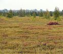 Image showing peatland methane on local field