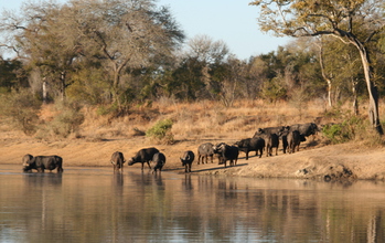 African buffalo at a watering hole in South Africa.