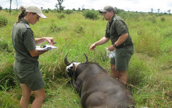Researchers Rob and Jo Spaan with a buffalo