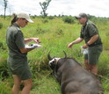 Researchers Rob and Jo Spaan with a buffalo