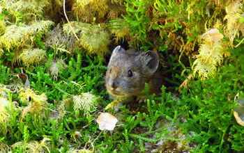 a pika peers out from behind thick moss in Oregon's Columbia River Gorge.