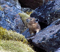 A pika sits among rocks and moss