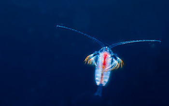 A tiny microscopic copepod belonging to the genus <em>Euchirella</em>