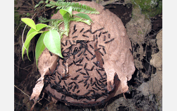 Nest of wasp species <em>Polybia aequatorialis</em>