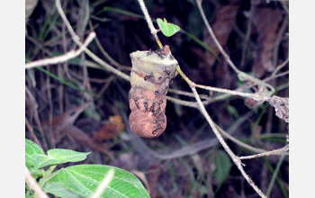 Nest of wasp species <em>Polybia furnaria</em>