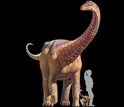 A comparison of an adult Rapetosaurus, a baby Rapetosaurus and a human.