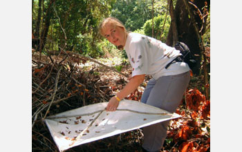 Mary Liz Jameson collects scarab beetles on Roatan Island, Honduras, for Team Scarab project.