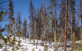 Lodgepole pines are regrowing among trees killed by beetles