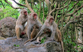 Grooming chain of adult female rhesus macaques