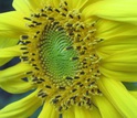 The Russian Mammoth sunflower variety