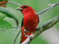 Male Scarlet Tanager on a branch