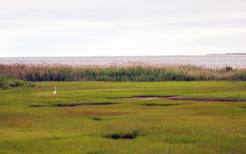 Salt marsh and an egret