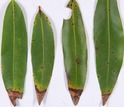 California bay laurel leaves infected with sudden oak death