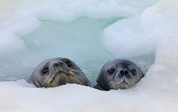 Weddell seal pup and mother