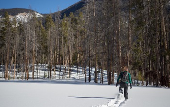 Man walking through snow near a forest with dead and live trees.
