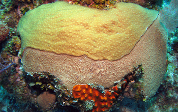 Image of a sponge smothering a living coral head on a reef