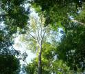 A full-grown adult Thai forest study tree