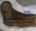 Tissue within T. rex bone led to a determination of the dinosaur's gender.