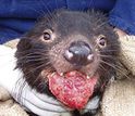 Tasmanian devil with Devil facial tumor disease, an infectious cancer,