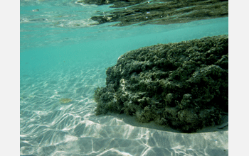 Mmarine thrombolites have lived in Bahaman waters for thousands of years.