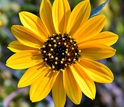 East Coast dune sunflower or beach sunflower.